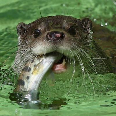 Otter
