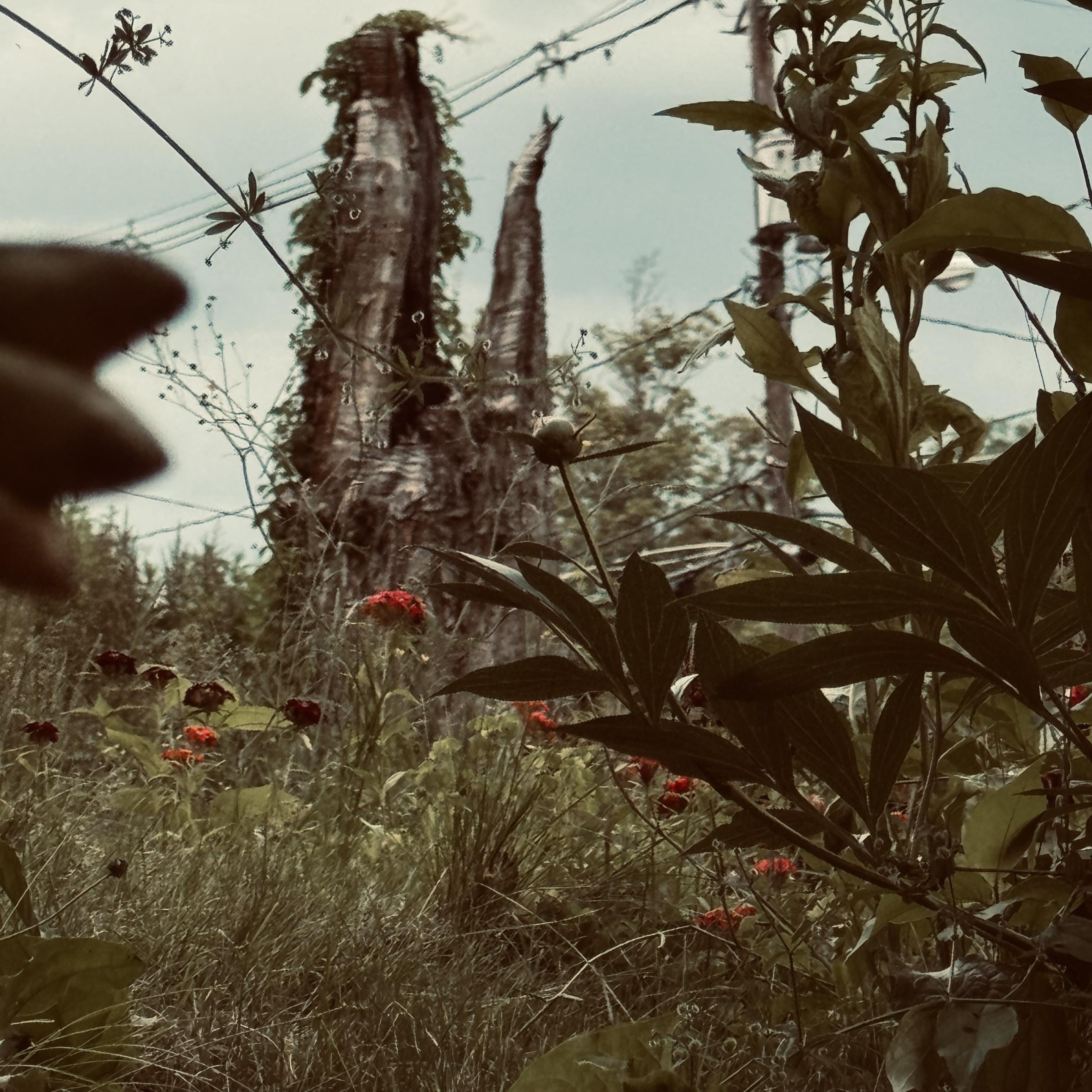 This photograph shows a massive split and hollowed tree trunk rising dramatically behind a tangle of wild garden plants, its dark bark marked with dark vertical streaks or scorch marks against an overcast sky. Red and orange flowers — likely zinnias — scatter across the overgrown foreground, while a dark blurred plant stem or leaf intrudes at the left edge of the frame. Utility lines cross the background, grounding the wildness in something familiar and rural

Described by Claude