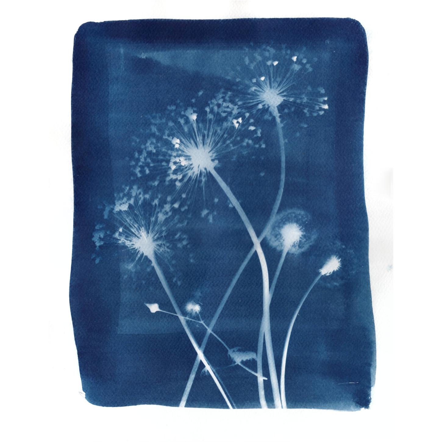 This cyanotype with painted photochemicals with margin shows three allium seed heads on long gently curved stems and a couple of dandelion clocks silhouetted in white against Prussian blue