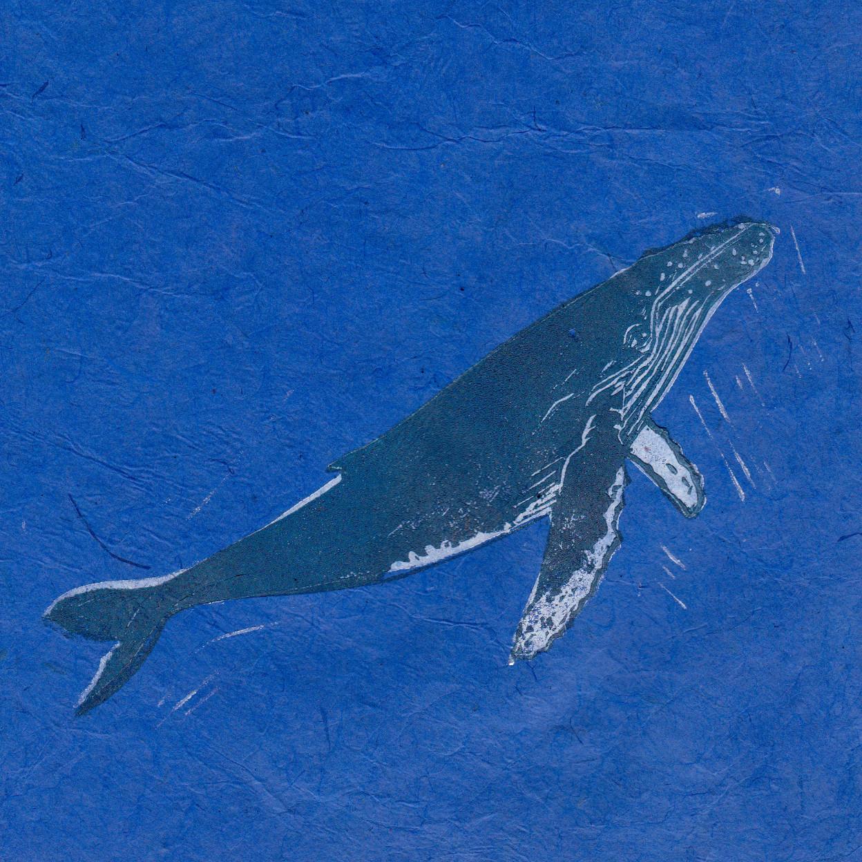 My humpback whale linocut on dark blue Japanese paper shows a blue-grey and white whale swimming upwards in profile with some white “chatter” in the water.