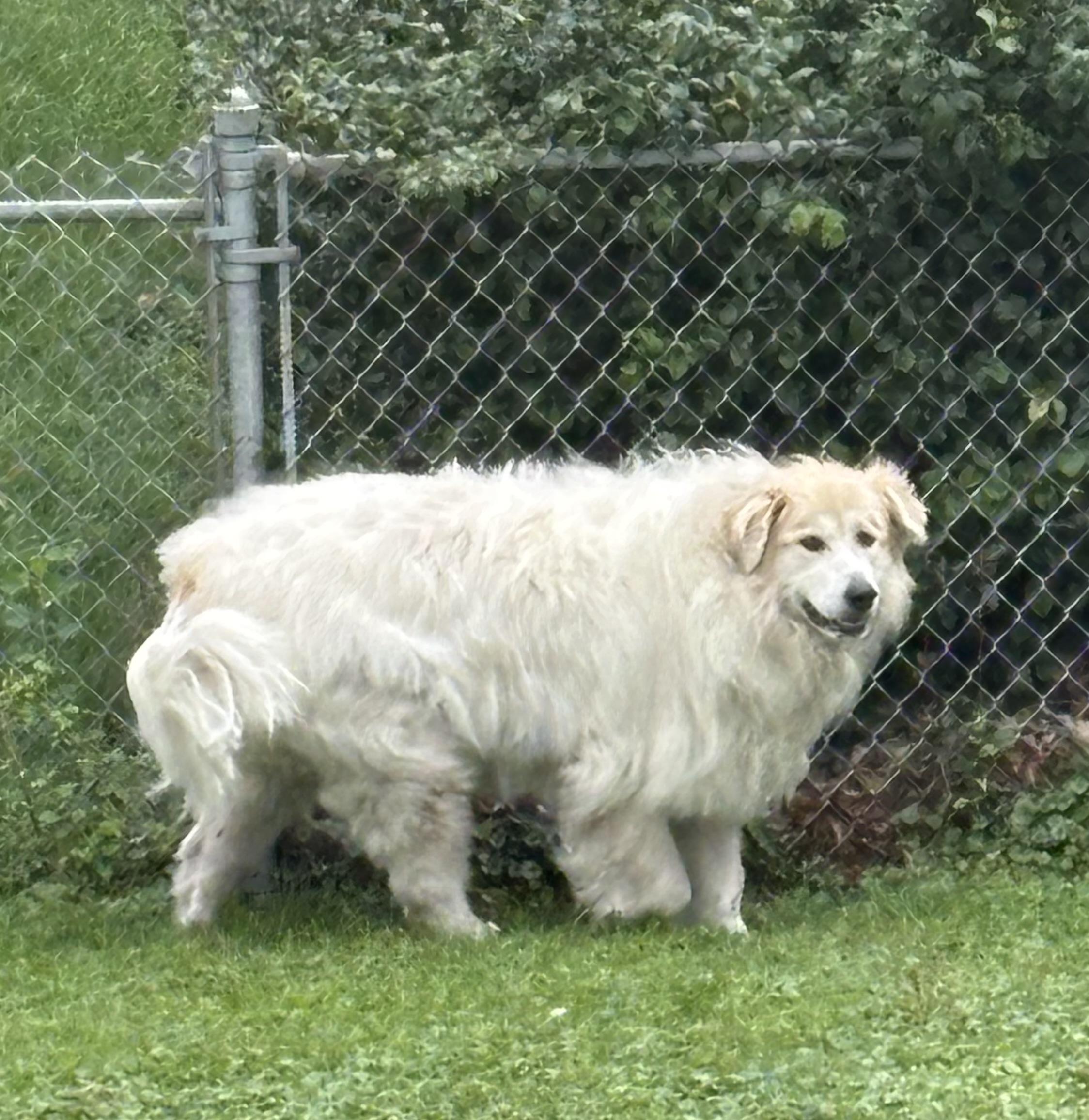 An almost impossibly fluffy dog. She lets me hug her, too. Gretchen, an adult female Great Pyrenees, walking the backyard fence line.